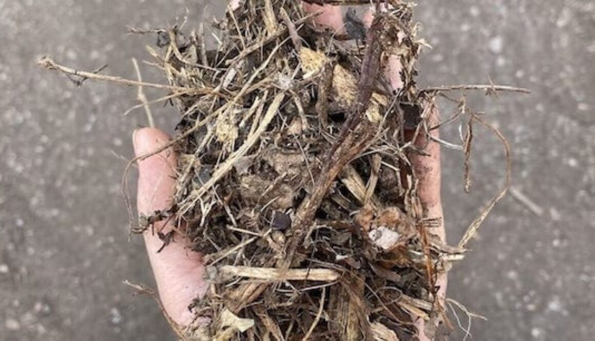 Coarse-Forest-Mulch_561x306_72