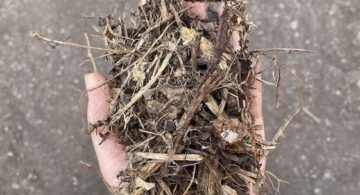 Coarse-Forest-Mulch_561x306_72