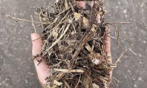 Coarse-Forest-Mulch_561x306_72